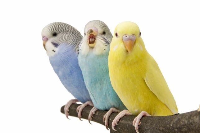 продам волнистых попугаев домашнего разведения.