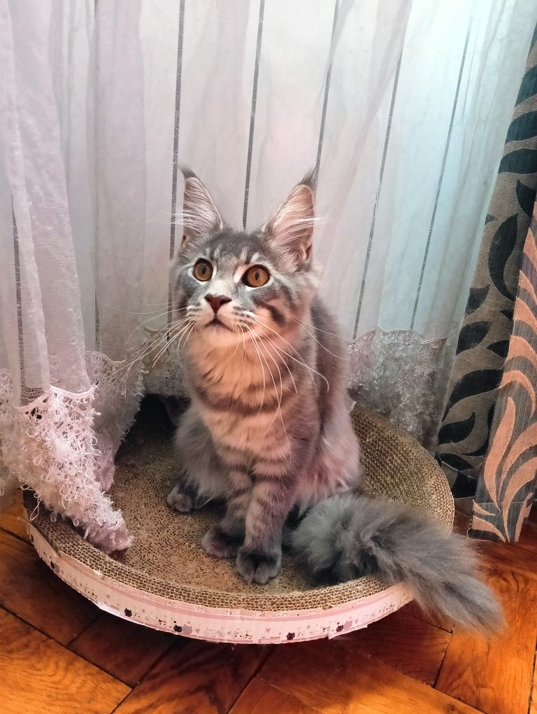 Maine coon MASYWNA kotka niebieska pręgowana do hodowli FPL