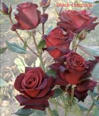 Троянда Блек Баккара / Rose Black Baccara саджанець