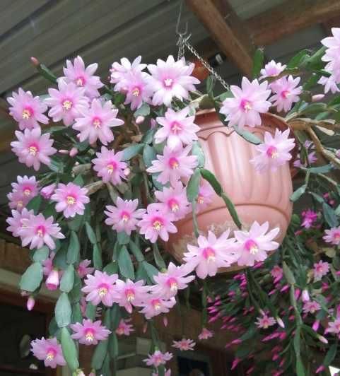 Рождественник різні сорта