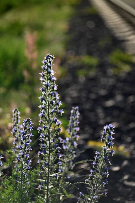 Vivitar series1 90/2.5 VMC macro легендарна Бокіна для бездзеркалок FD