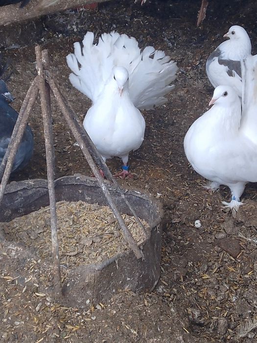 Молоді білі та мрамур