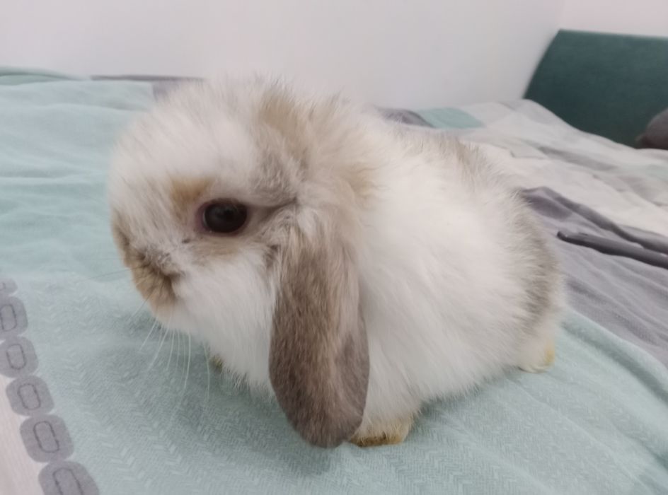 Piękne króliczki mini lop różne OKAZJA!