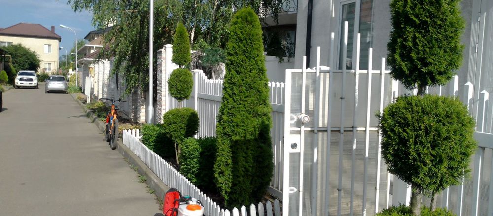 Стрижка Чистка И Уход За Хвойным