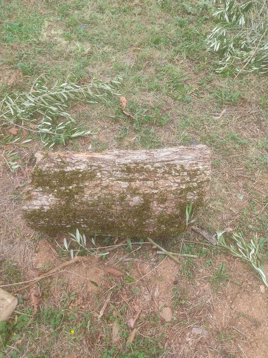 Vendo lenha de oliveira, pinho e eucalipto.