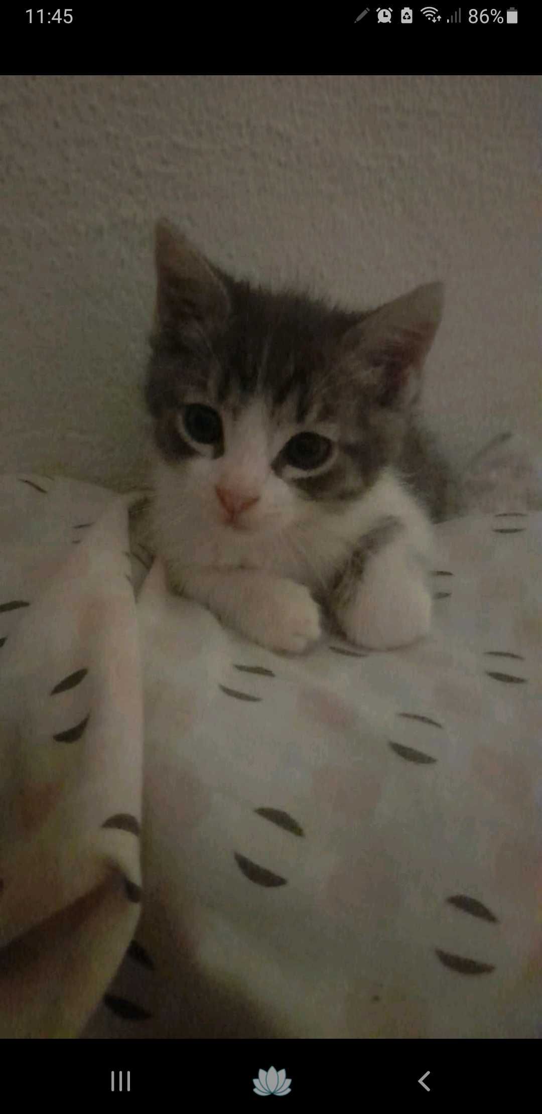 Gato om cerca de 2 meses para adoção