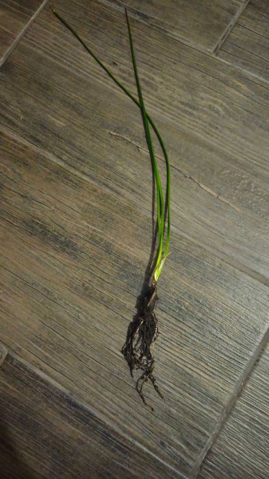 Зефирантес, выскочка, комнатный нарцисс взрослая луковица 1 шт