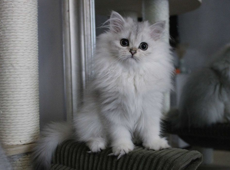 Koteczka brytyjska długowłosa FPL