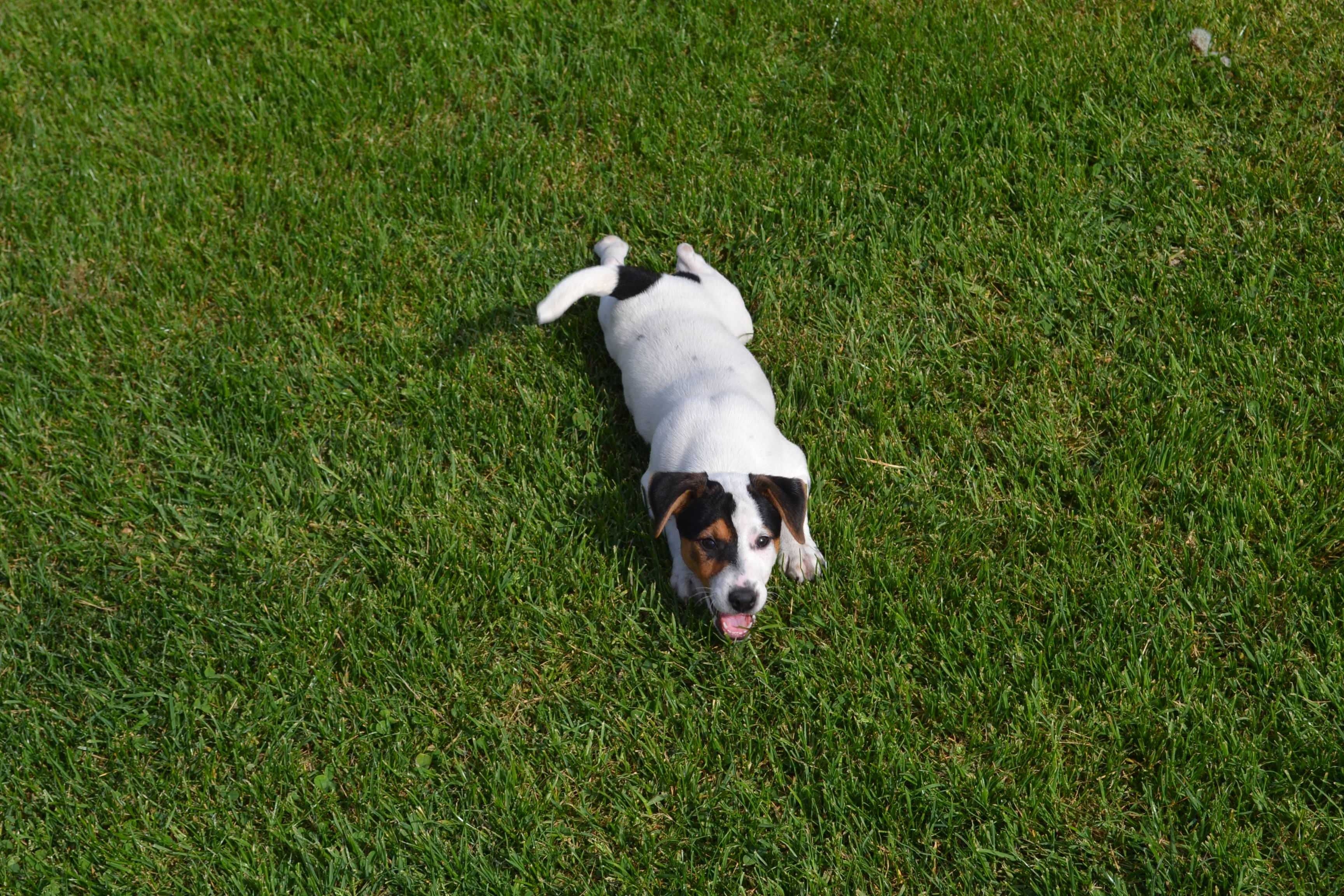 Jack Russell Terrier - Fryga