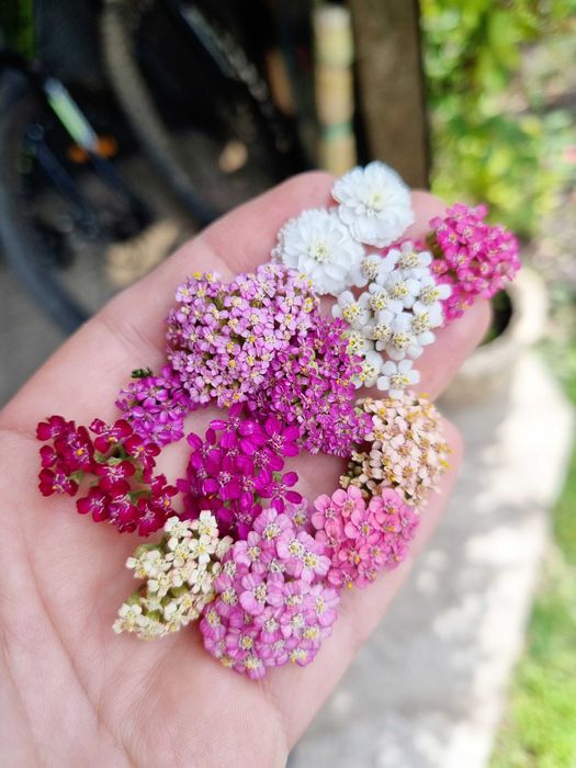 Деревій тысячелистник саженцы неприхотливых