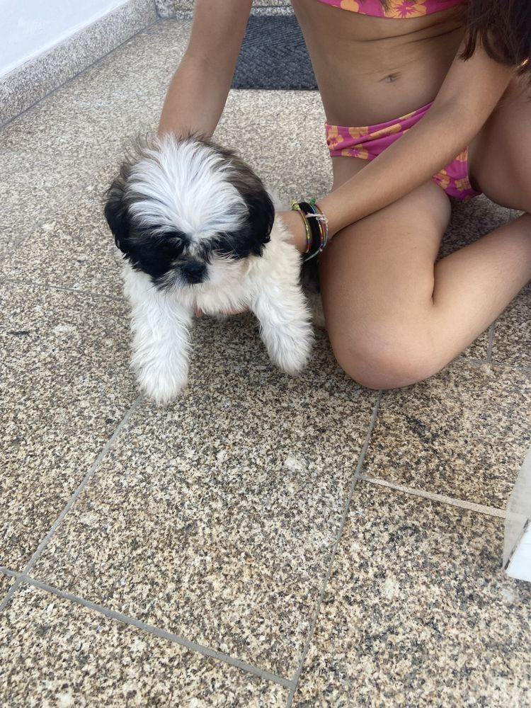 Shih-tzu lindo menino