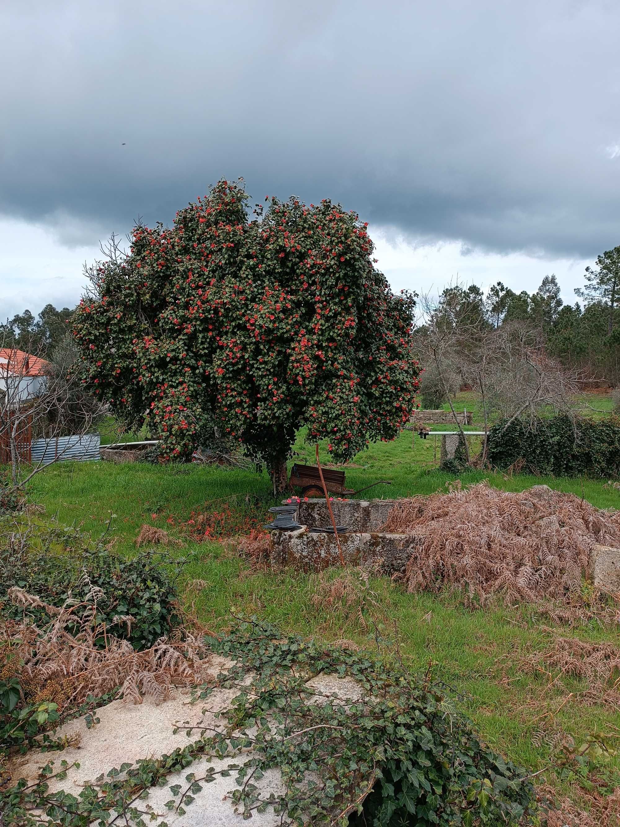 Terreno em Viseu para construção com 2 casas em ruina