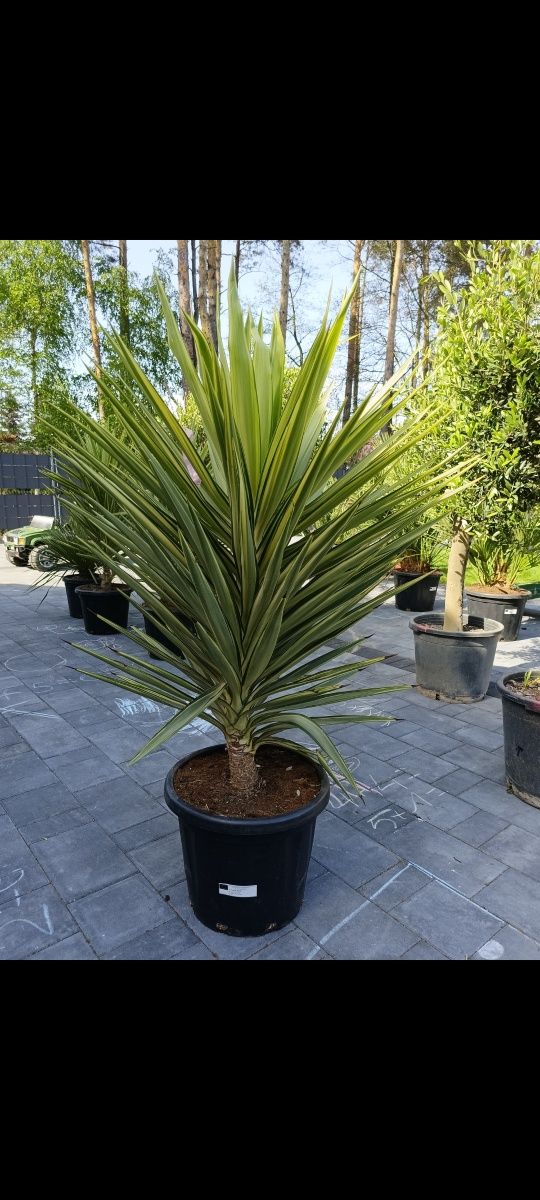 Yucca Jewel. Juka.  120 cm.