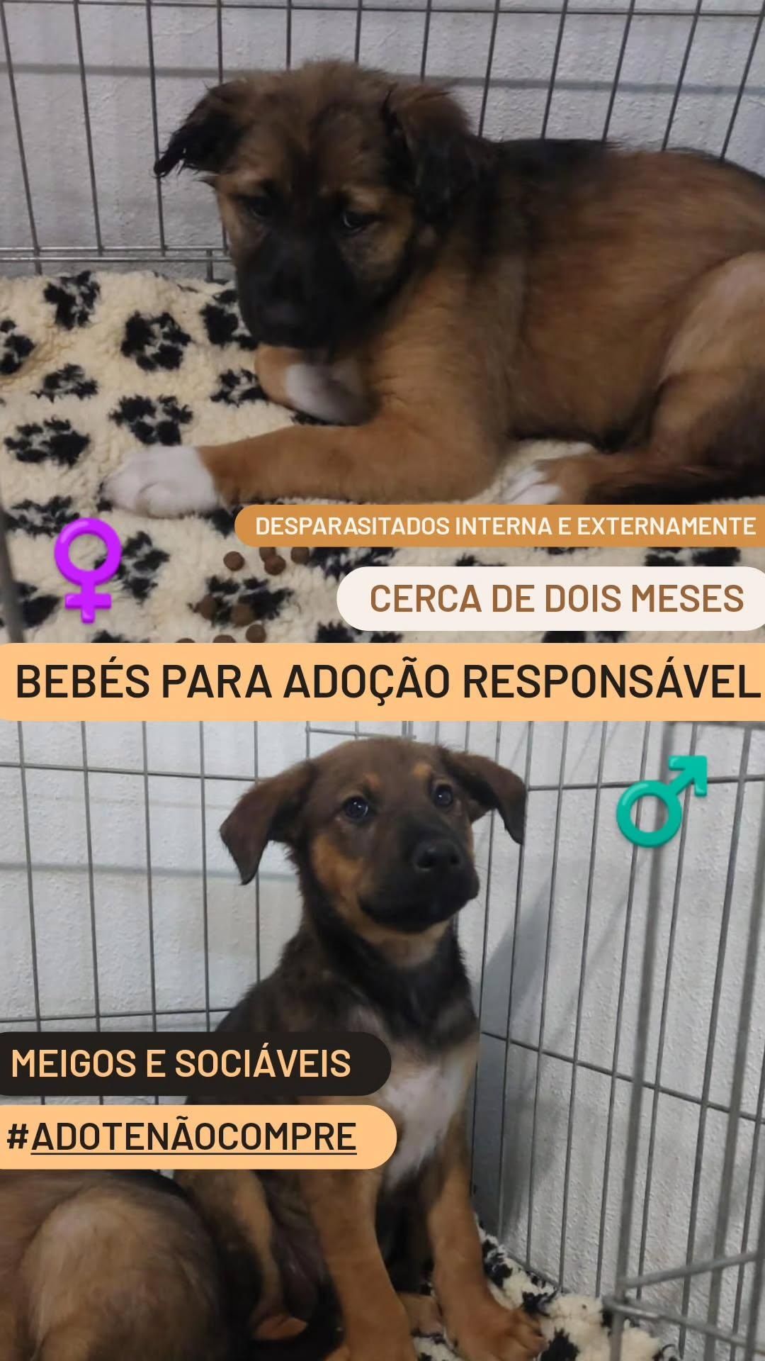 Cães Bebés para adoção responsável