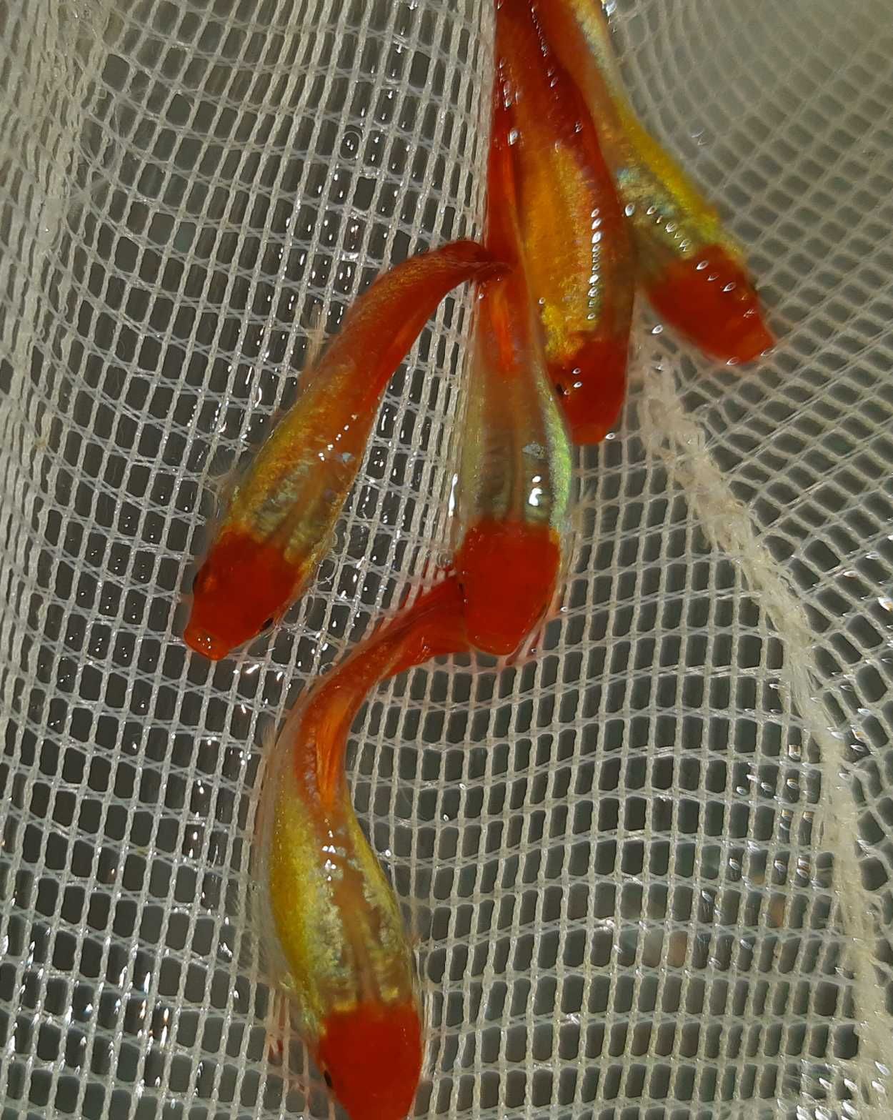 Gupik odmiana GOLDEN KOI - Poecilia reticulata - dowozimy, wysyłamy