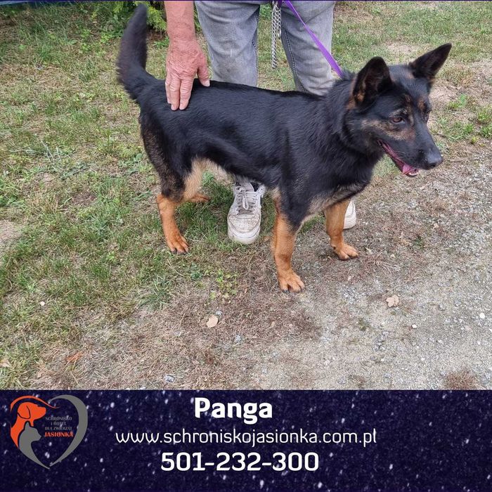 owczarek niemiecki mix Panga  w schronisku   jasionka aktualne