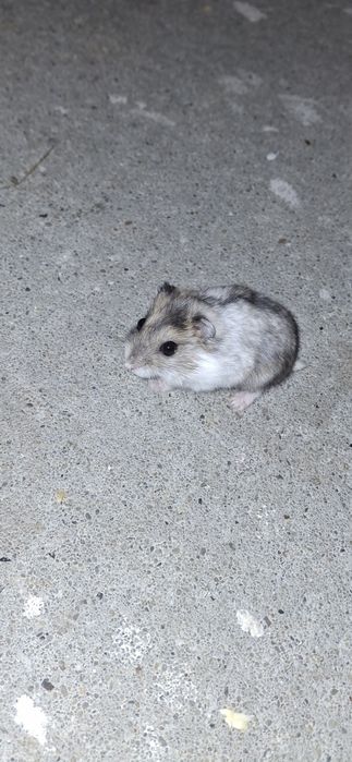 Sprzedam 5 chomików dżungarskich cena do negocjacji