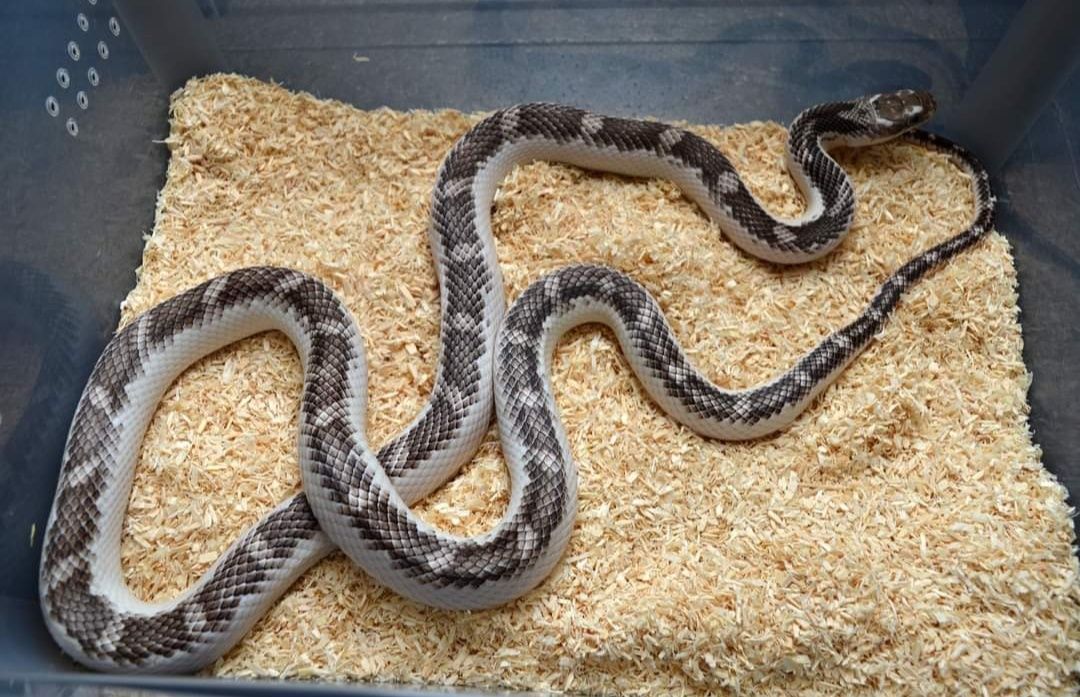 P. Obsoleta wąż smugowy
