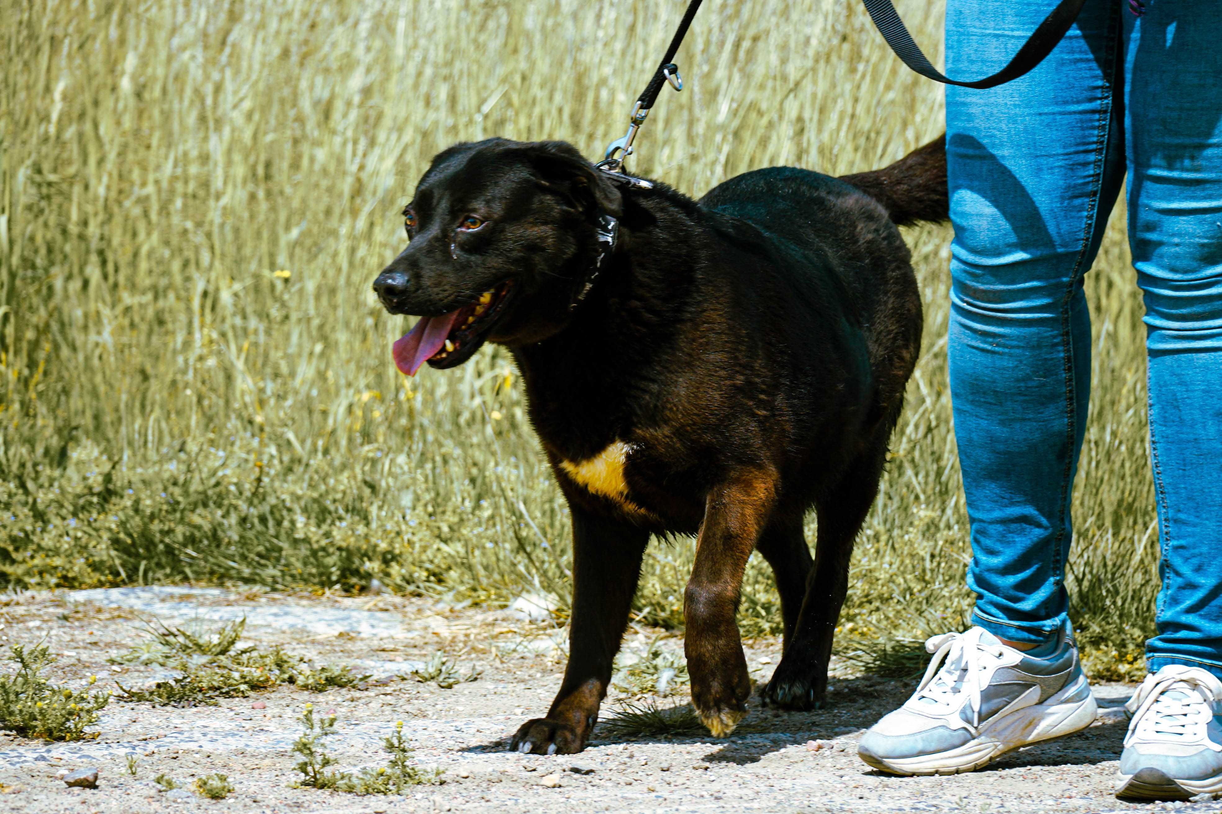 SABINA - śliczna sunia w typie labradora