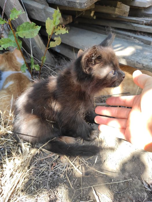 Котята котики коты в хорошие руки