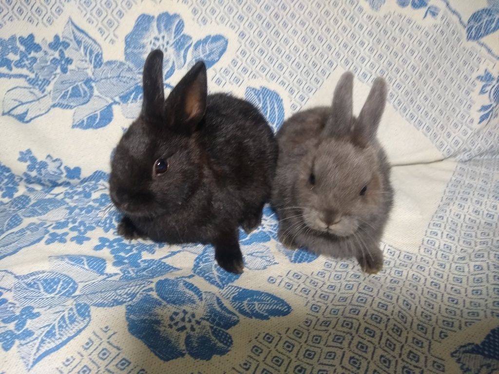 Кролики карликовые и Мини карликовые