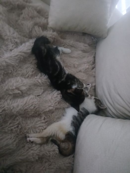 Oddam dwa kociaki w dobre ręce