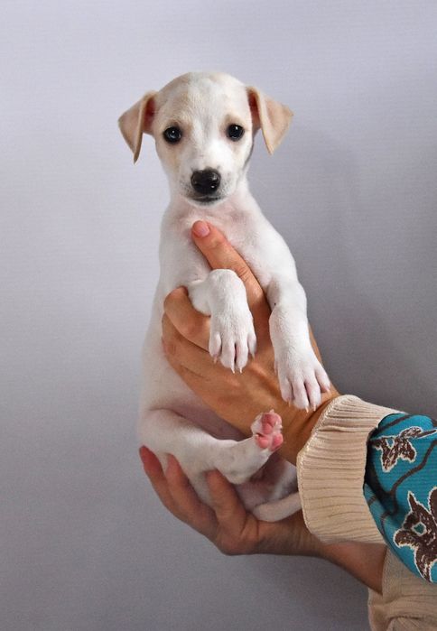 Suczka Chart Angielski Whippet FCI