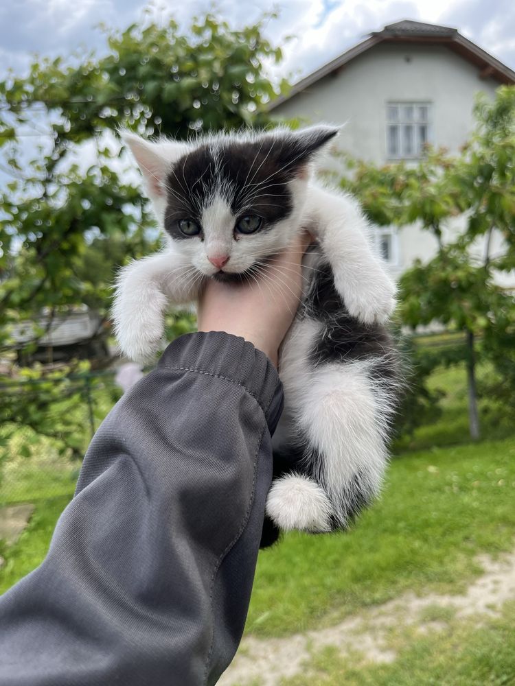 Віддамо кошенят у добрі руки