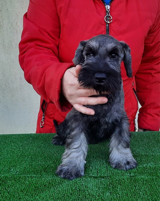 Piesek sznuacer miniaturowy Pieprz I Sól  do odbioru