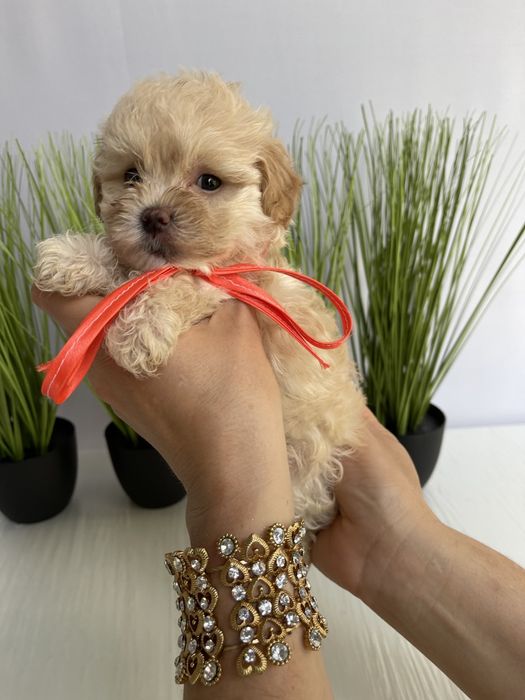 Мальтипу F1 — Вони народжені, щоб вас радувати