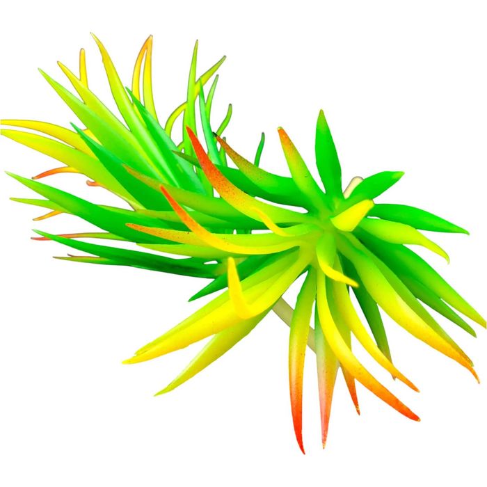 Roślina sztuczna – Tillandsia Brachycaulos Abdida Green – Rozmiar M