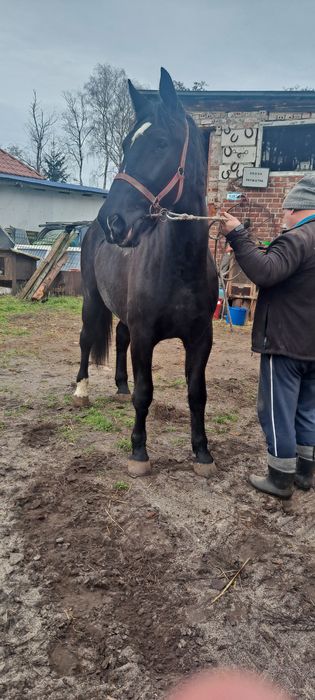 Sprzedam konie śląskie