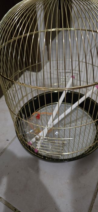 Gaiola para pássaros NOVA