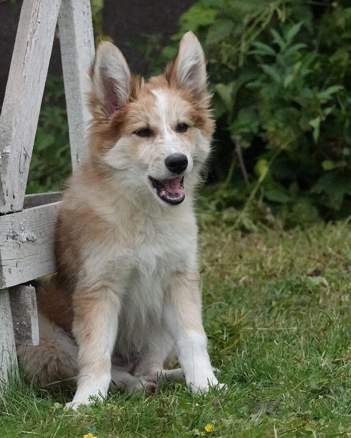 Border Collie pies, szczeniak 16 tyg, red merle