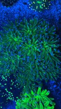 euphyllia glabrescens fluo green akwarium morskie