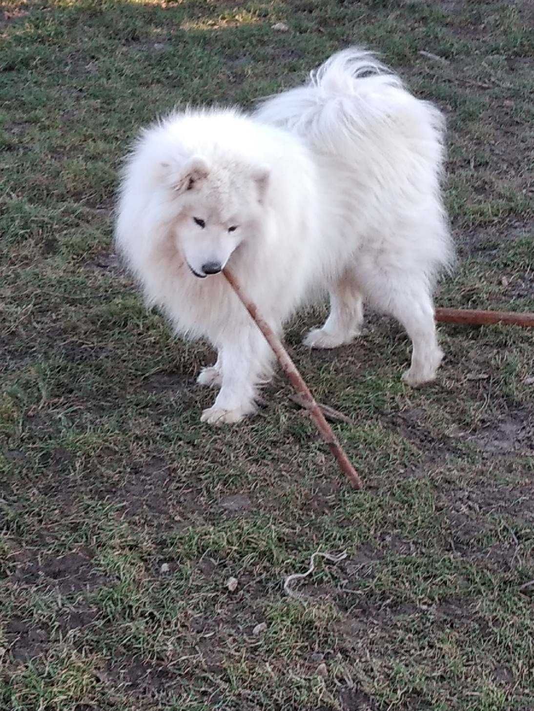 Szczeniak Samojed Samoyed rodzice FCI, GOTOWE DO ODBIORU