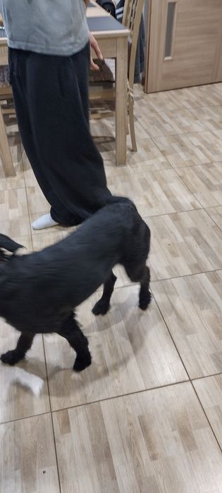 Młody piesek prawdopodobnie  ojcem był wyżeł niemiecki szorstkowłosy