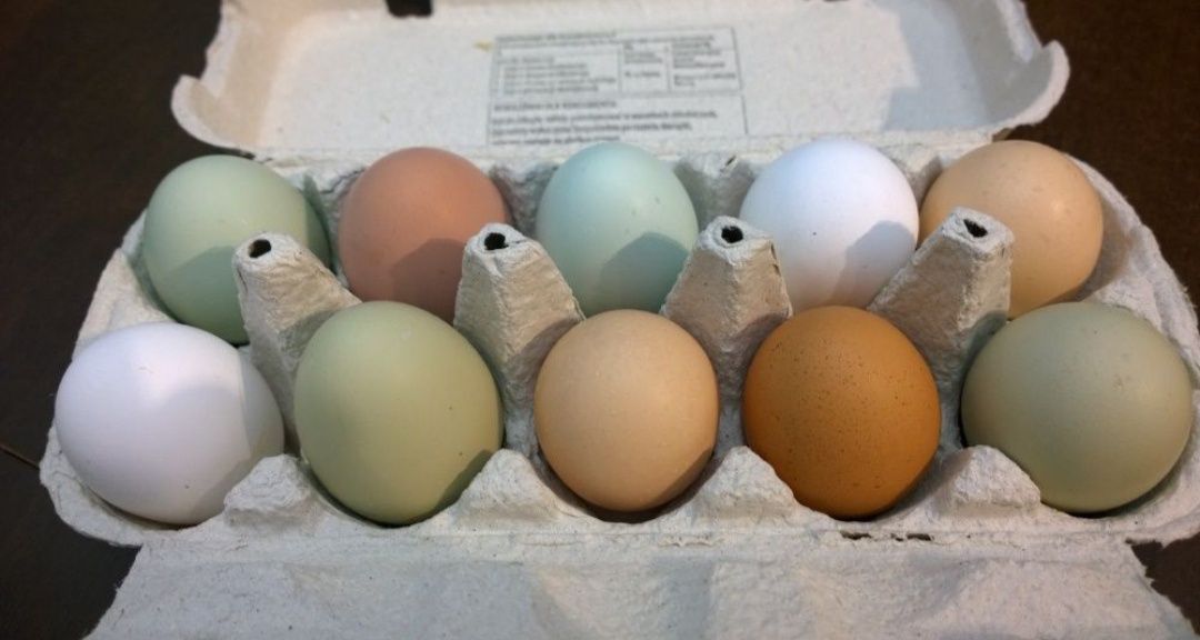 Jaja jajka lęgowe kolorowy miks niosek
