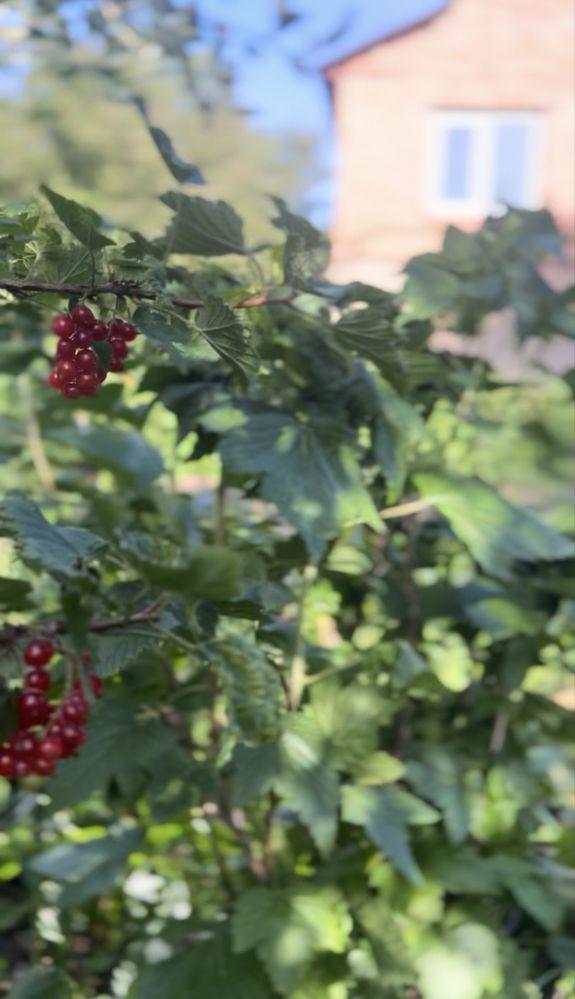 Продаж будинку під Вінницею за 29900