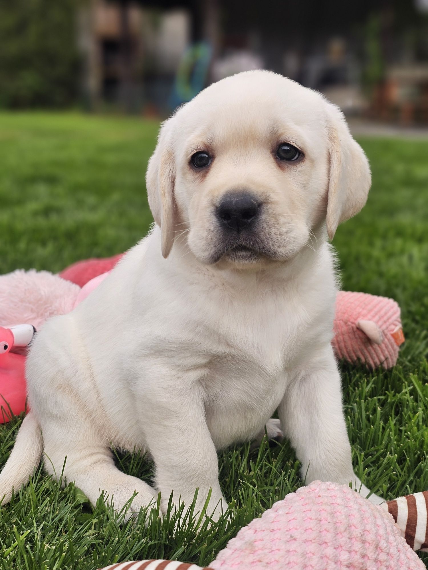 Żółty pies Labrador retriever