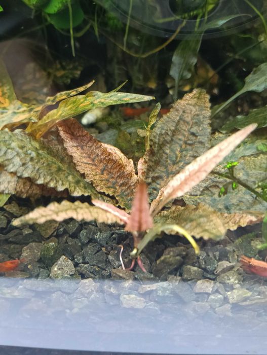 Cryptocoryne flamingo