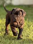 Czarny samiec Cane Corso