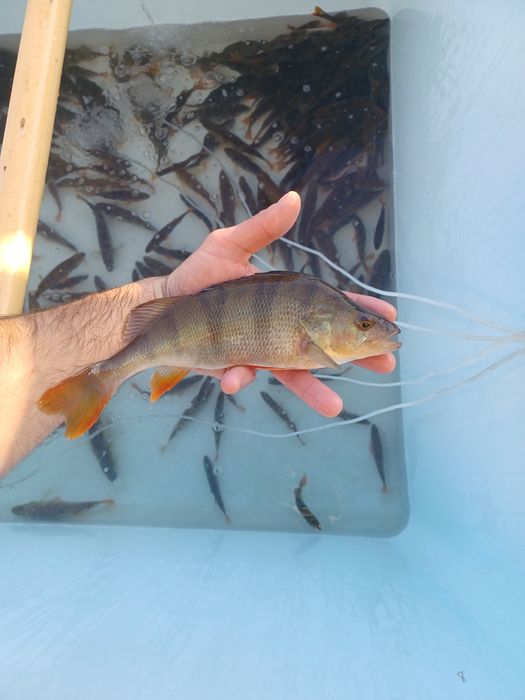 Okoń 25cm i większe. Sandacz , Miętus , Palia , Węgorz .