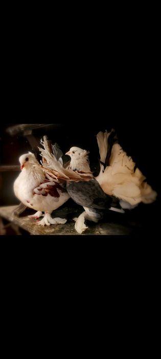 Várias raças de pombos