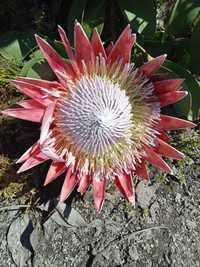 Proteas Pink king plantas