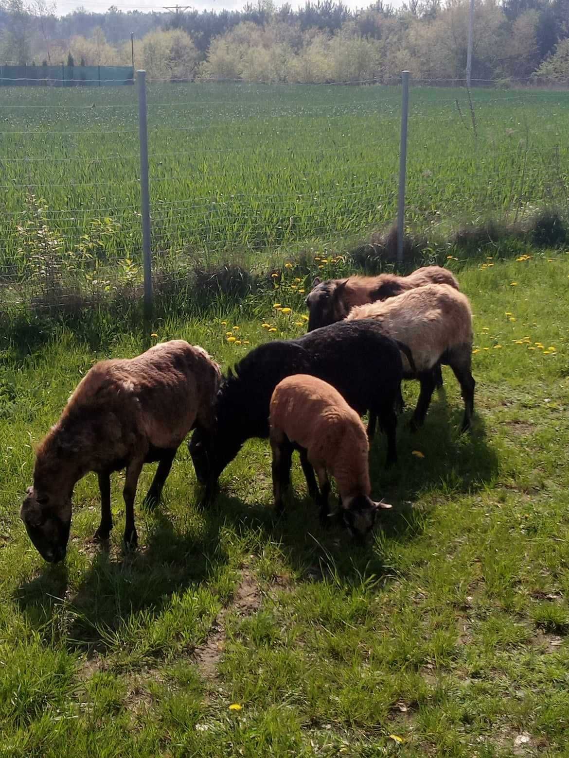 Sprzedam owce i baranki kameruńskie