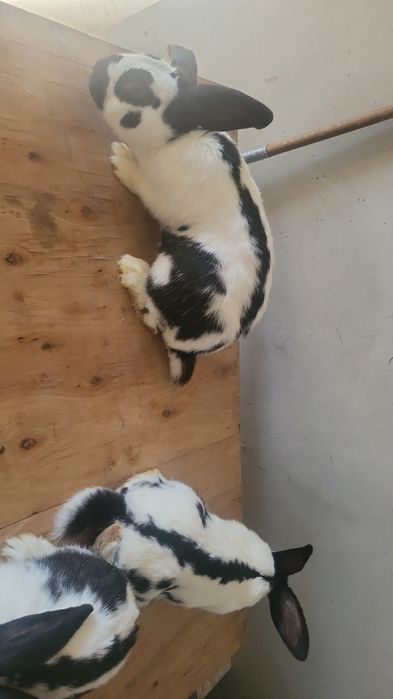 Sprzedam srokacze niemieckie