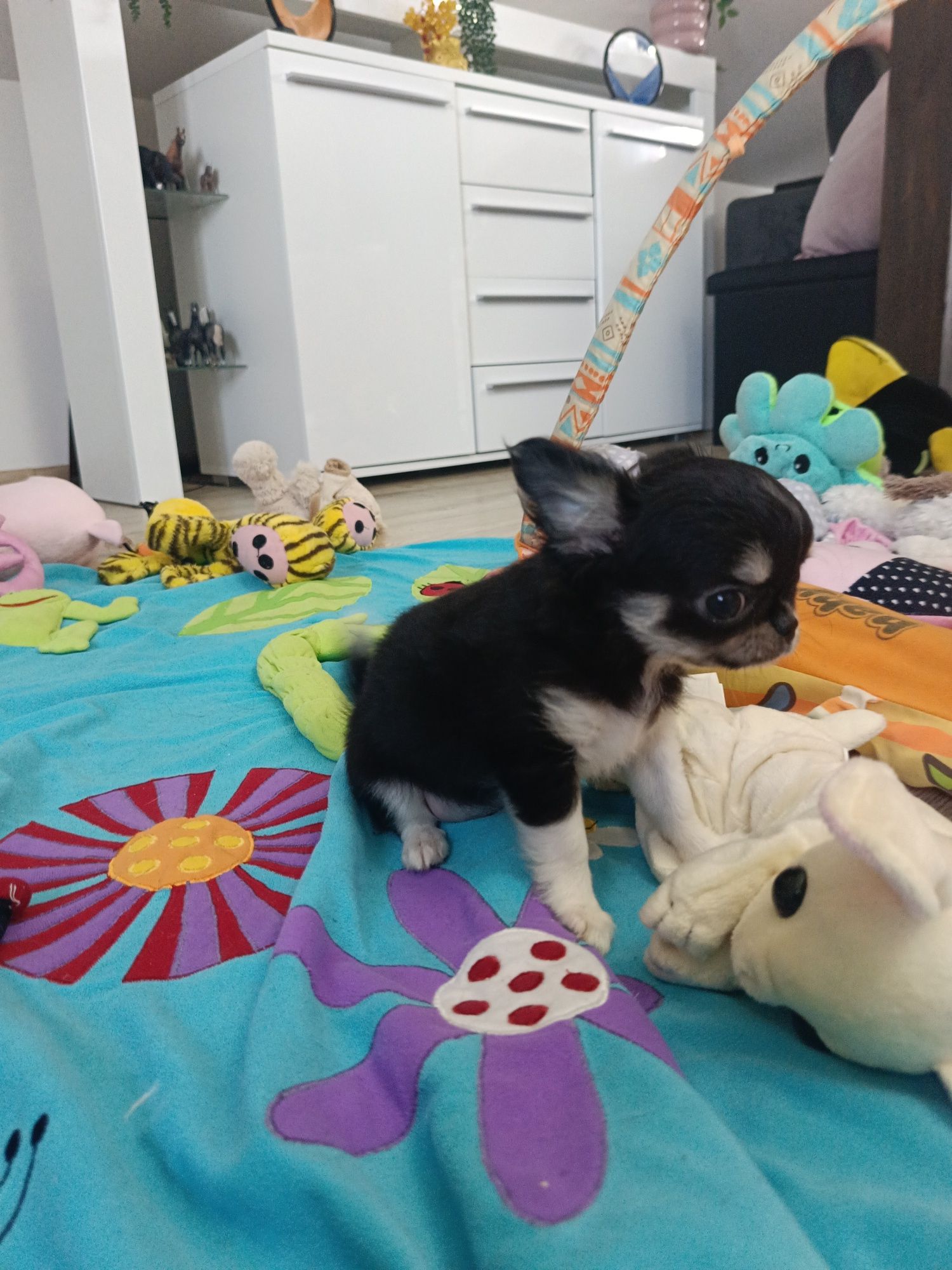 *** Cudna Mini Laleczka Chihuahua *** Gotowa do odbioru ***