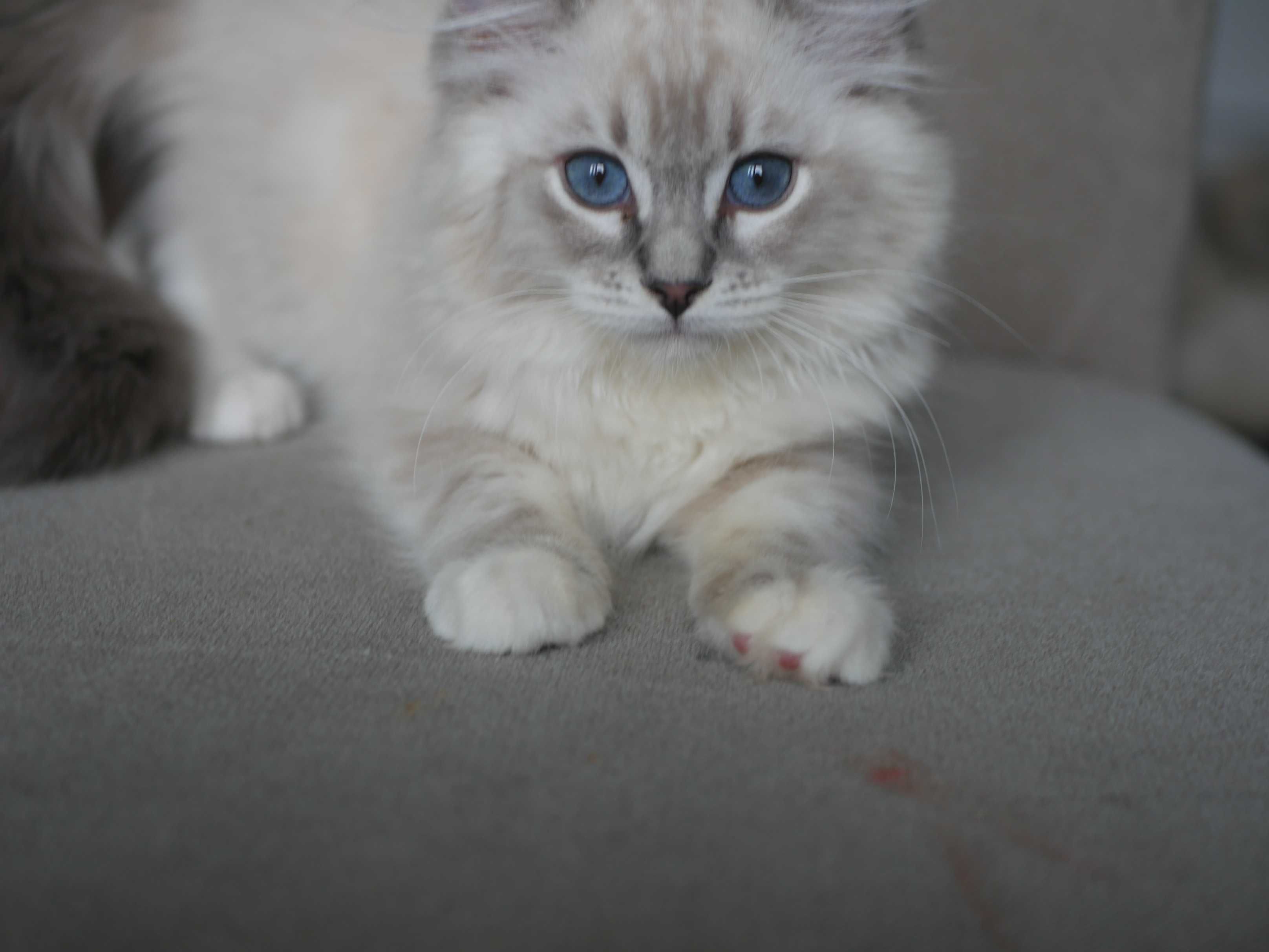 Ragdoll kotka cudowna przytulanka,rasowa, rodowodowa FPL