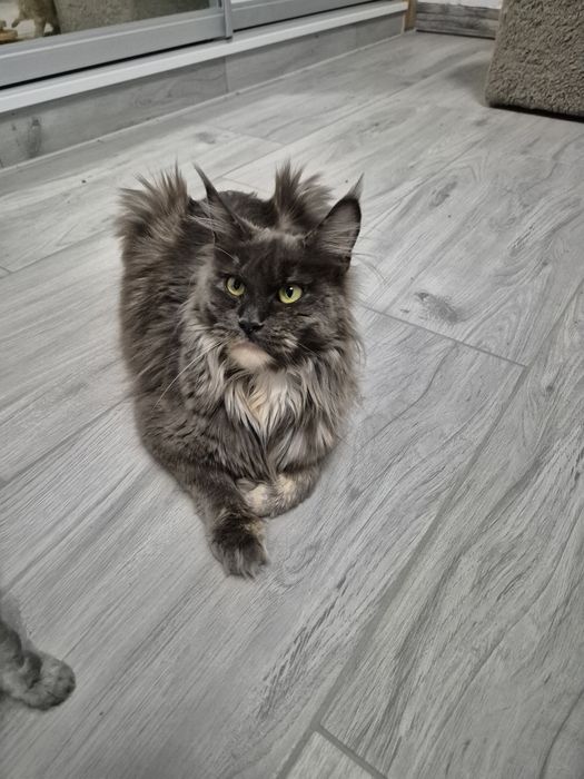 Kotka Maine coon po sterylizacji niebieski szylkret